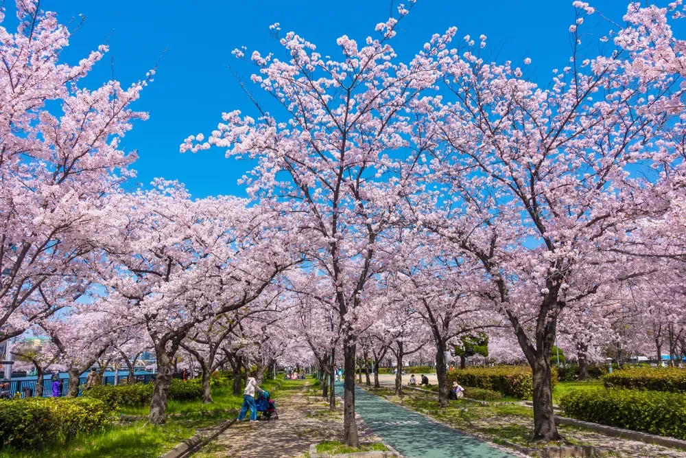 毛馬桜ノ宮公園