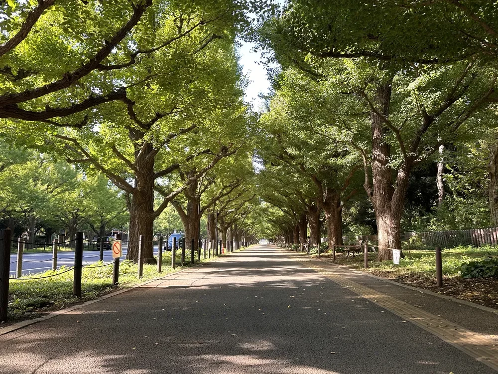 神宮外苑いちょう並木