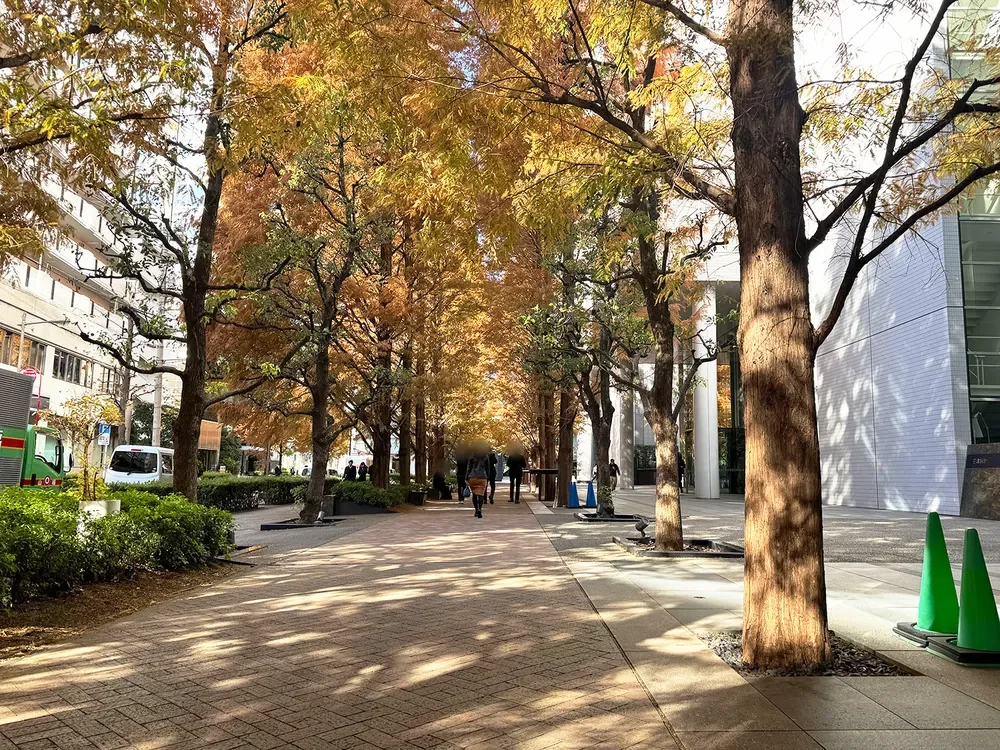 東京レジデンス千代田九段下 メタセコイヤ並木道
