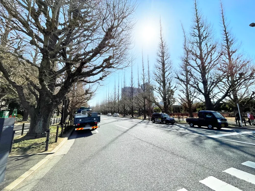 明治神宮外苑いちょう並木