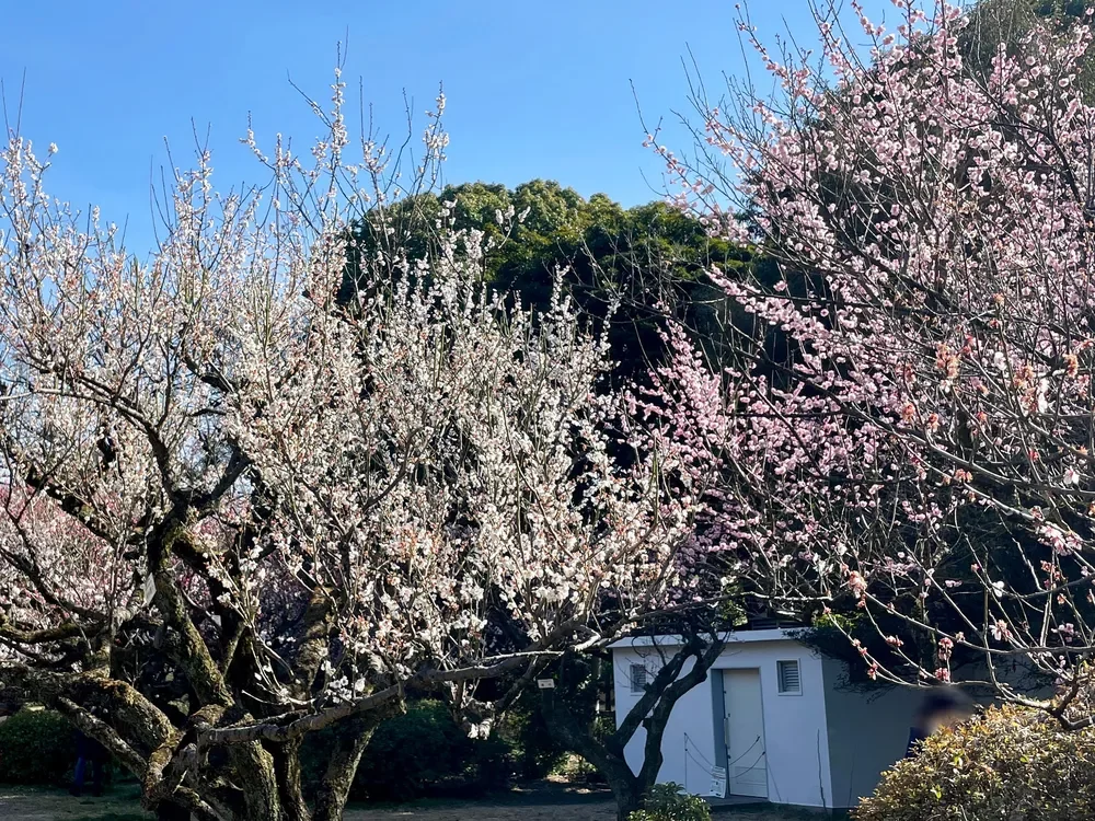 小石川植物園 梅林