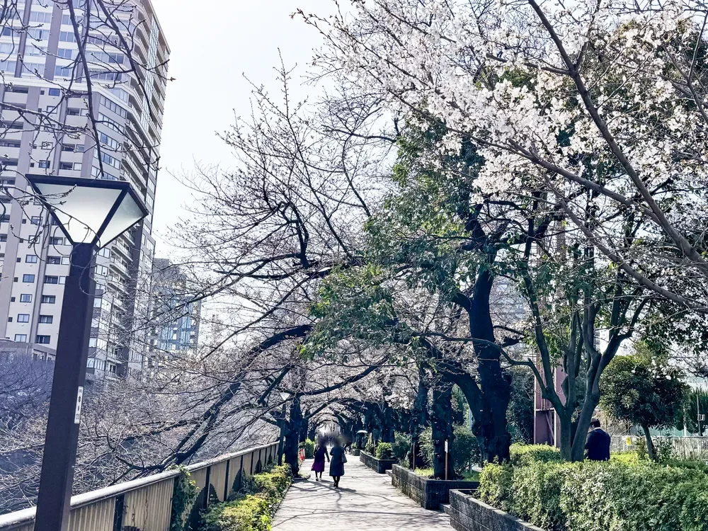 目黒川の桜並木