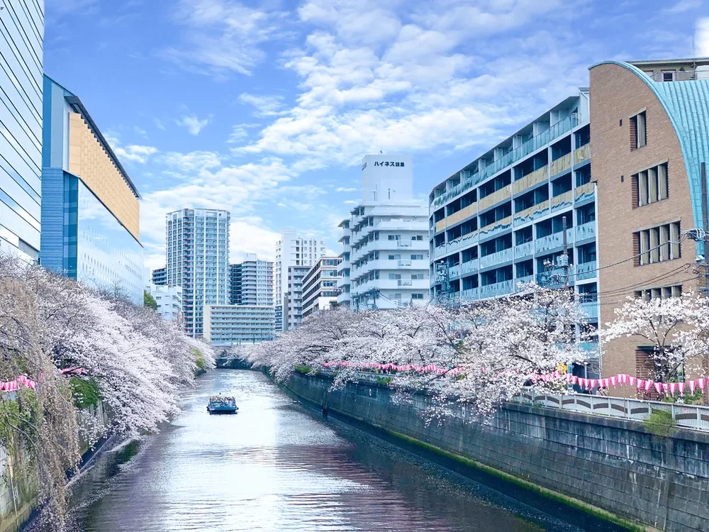 目黒川の桜並木