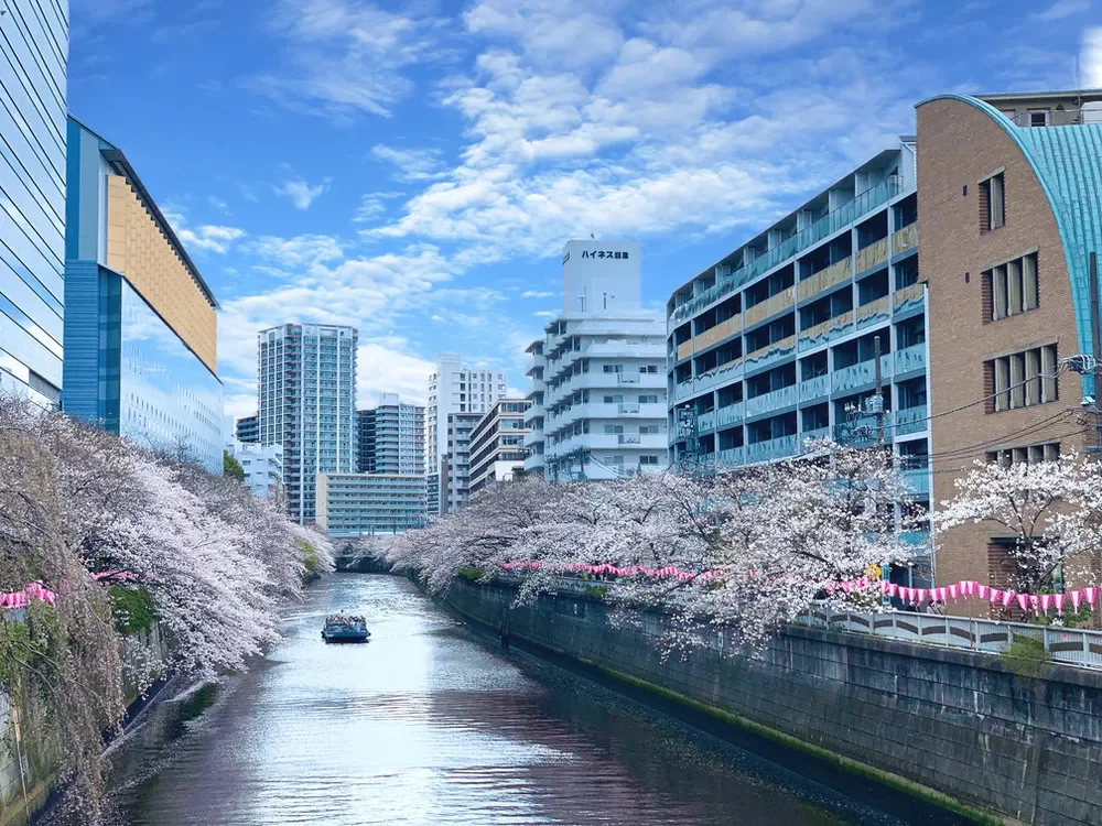 目黒川の桜並木