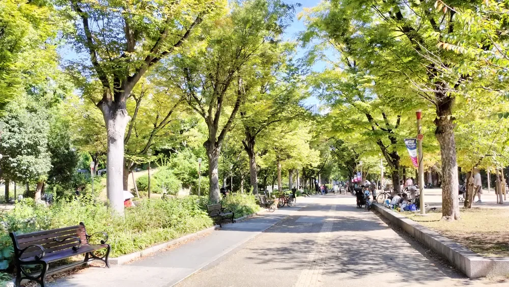 靭公園ケヤキ並木