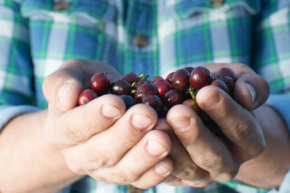 スペシャルティコーヒーとは？