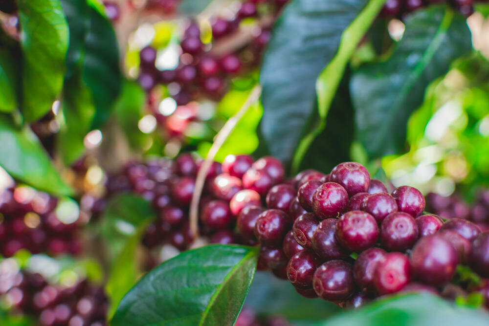 10年がかりでスペシャルティコーヒーを商品化