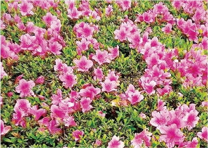 image photo