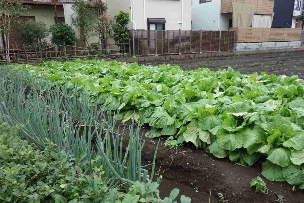 生産緑地問題に対して所有者が検討できる3つの選択肢