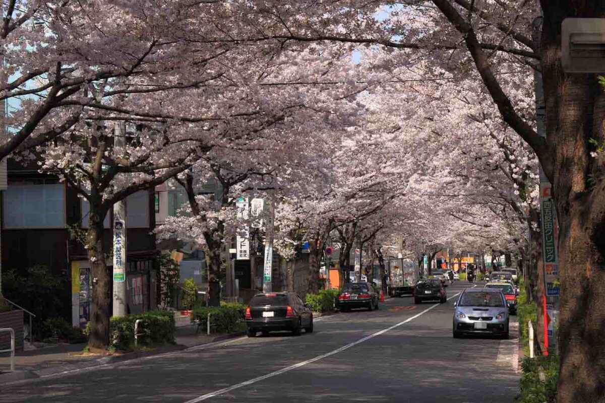武蔵小山 春のかむろ坂通り