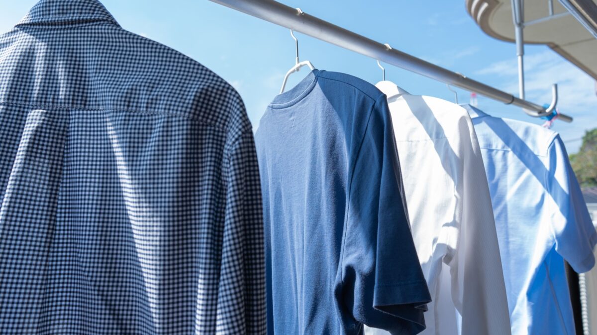 カメムシ,家,繁殖