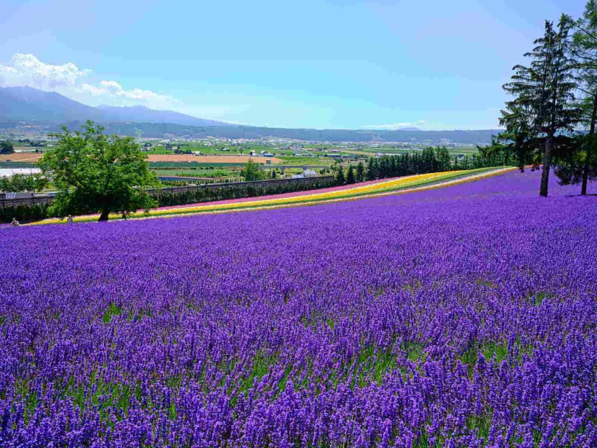 2025年　基準地価　富良野