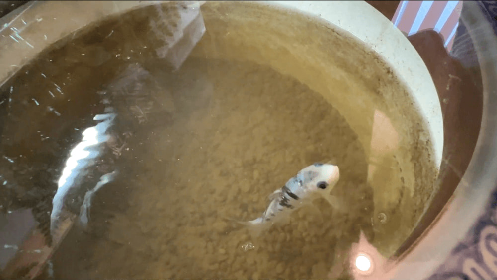 ペットの錦鯉。名前はテニスの錦織圭選手にちなんで「錦鯉圭ちゃん」(島谷さん提供)